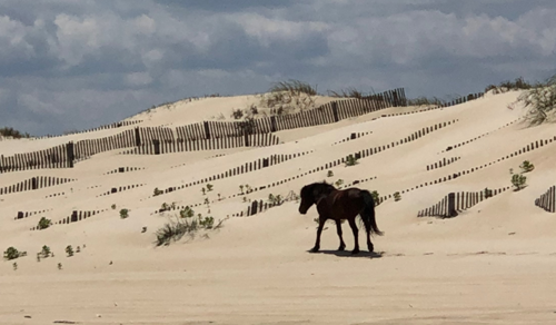 Cheval domestique — Bild 2