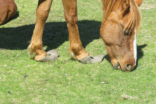 Cheval domestique — Bild 4
