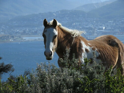 Cheval domestique — Bild 5