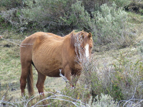 Cheval domestique — Bild 3