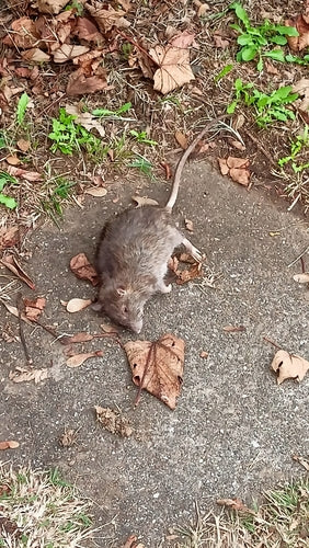 rat domestique — photo 4 sur 50