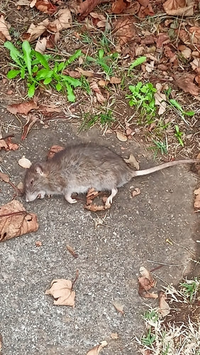 rat domestique — photo 3 sur 50