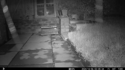 rat domestique — photo 1 sur 50