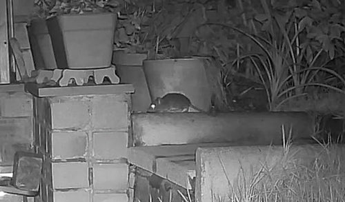 rat domestique — photo 2 sur 50