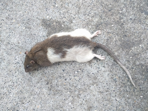 rat domestique — Bild 5
