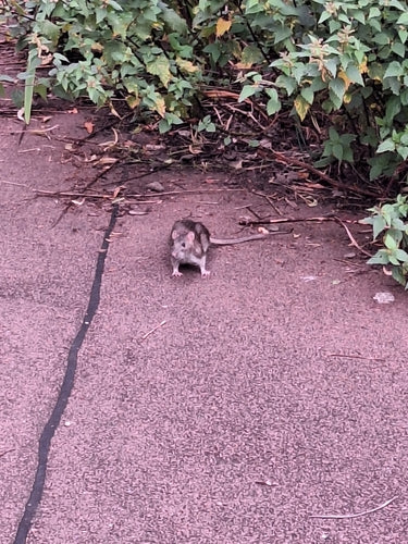 rat domestique — Bild 2
