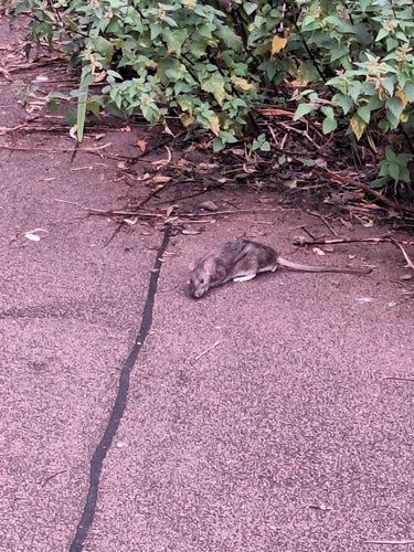 rat domestique — Bild 1