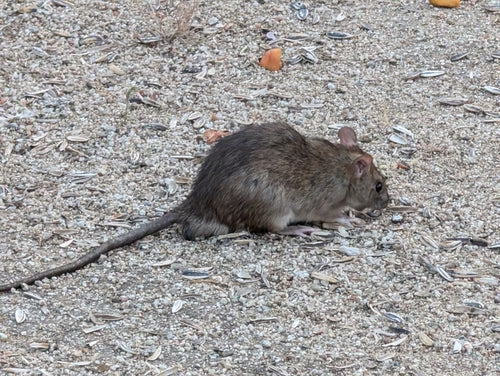 rat domestique — Bild 3