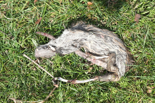 rat domestique — photo 5 sur 50
