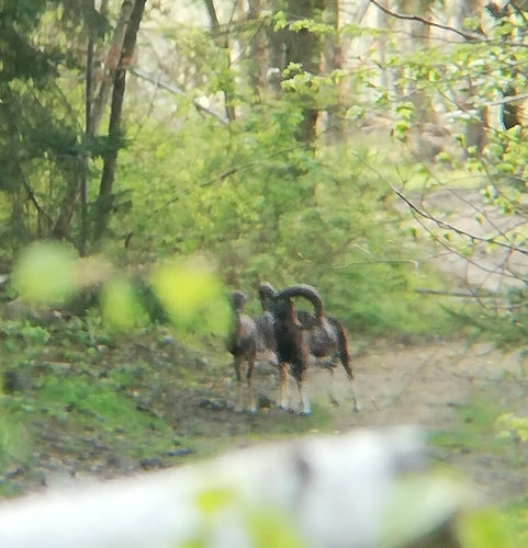 mouton domestique — Bild 3