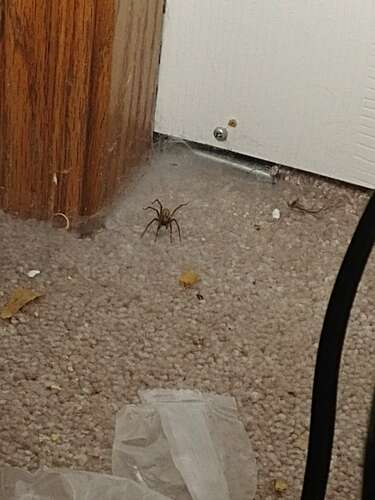 Araignée de maison — Bild 4