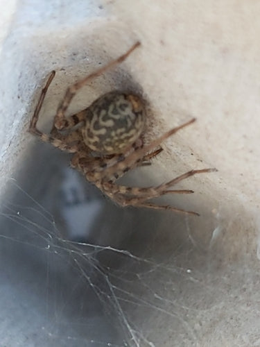 Araignée de maison — Bild 5