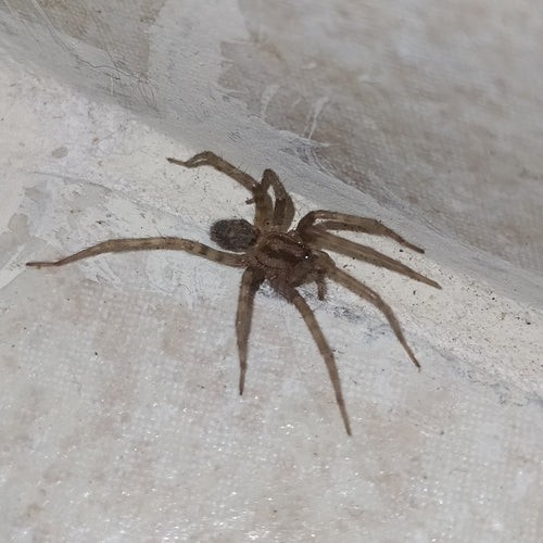 Araignée de maison — Bild 3