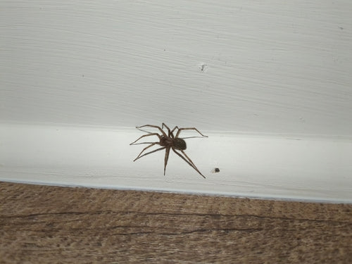 Araignée de maison — Bild 2