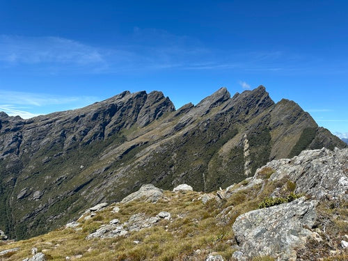 chèvre domestique — Bild 4