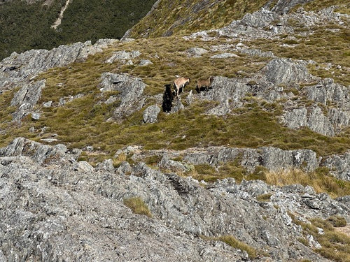 chèvre domestique — Bild 5
