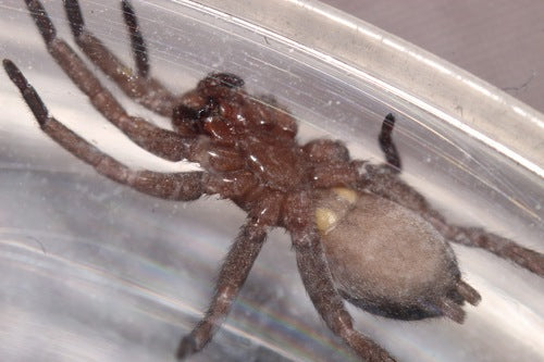Araignée twister de maison — Bild 5