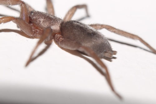 Araignée twister de maison — Bild 4