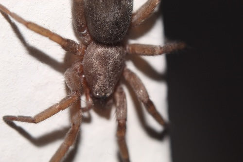 Araignée twister de maison — Bild 3