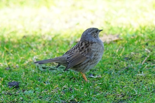 Dunnock — Bild 4