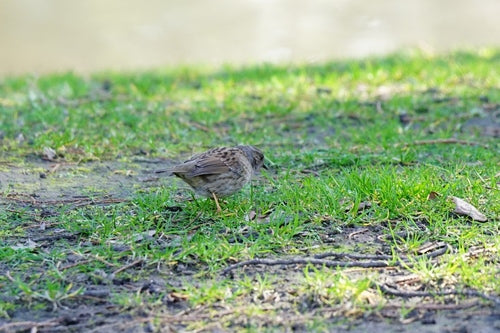 Dunnock — Bild 5