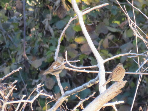 Dunnock — Bild 2