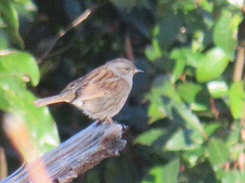 Dunnock — Bild 1