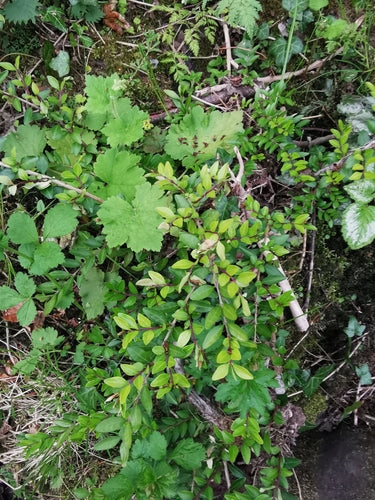 Myrte des haies — Bild 1