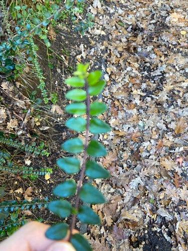 Myrte des haies — Bild 5