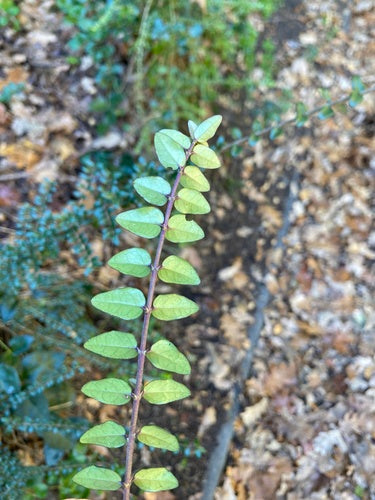 Myrte des haies — Bild 4