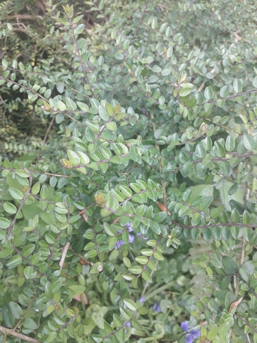 Myrte des haies — Bild 3