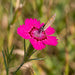 Blüte von Heide-Nelke (Dianthus deltoides) in Nahaufnahme (KI-generiert)