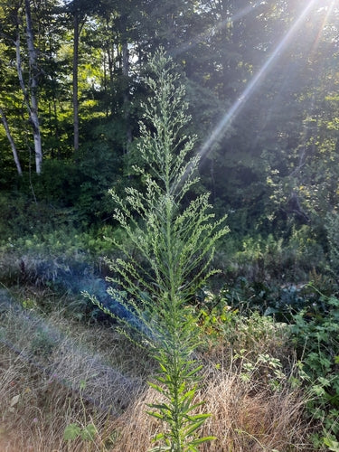 Herbes de bruyère — Bild 1