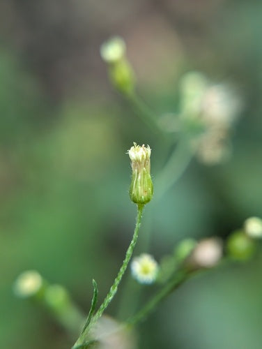 Herbes de bruyère — Bild 2