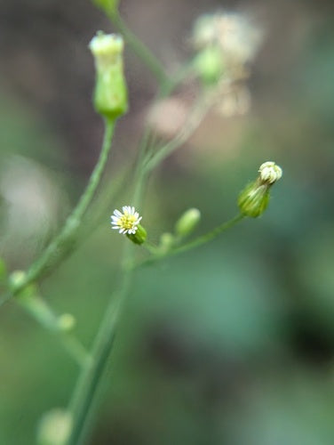 Herbes de bruyère — Bild 3