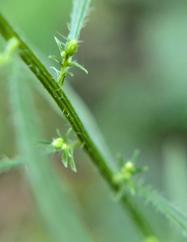Herbes de bruyère — Bild 5