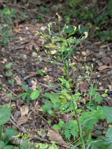 Herbes de bruyère — Bild 4