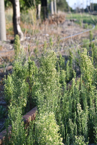 Herbes de bruyère — photo 5 sur 8