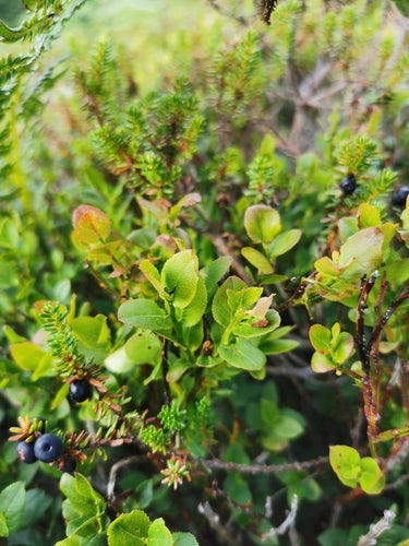 Myrtille — Bild 2