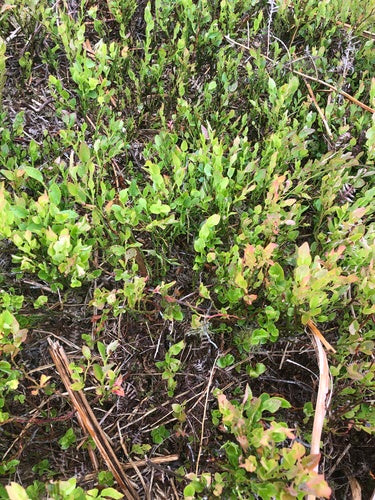 Myrtille — Bild 4