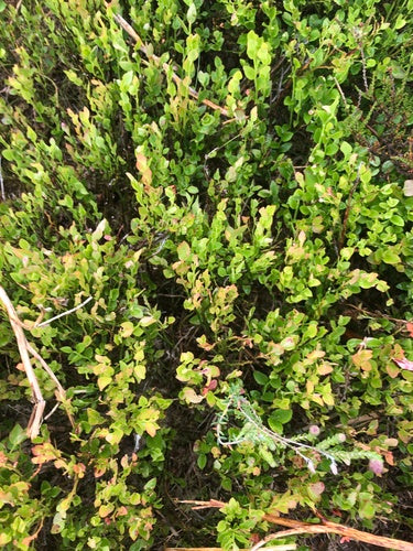 Myrtille — Bild 3