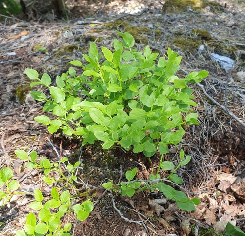 Myrtille — Bild 5