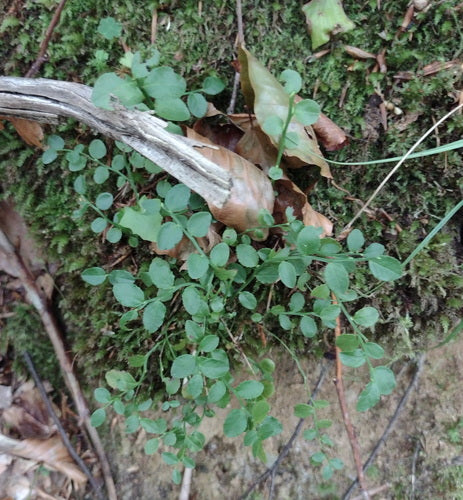 Myrtille — Bild 1