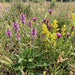 Heil-Ziest (Betonica officinalis) in Blüte im naturnahen Garten (KI-generiert)