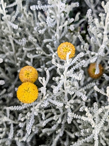 Herbe sacrée — Bild 1