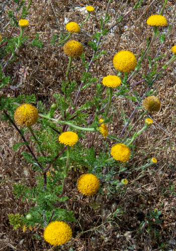 Herbe sacrée — Bild 5