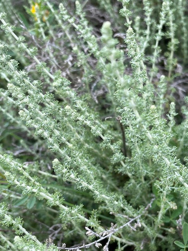 Herbe sacrée — Bild 3
