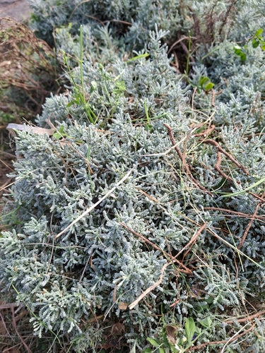 Herbe sacrée — Bild 4