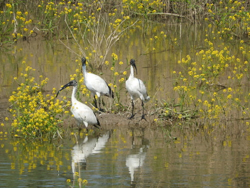 Ibis sacré — photo 5 sur 11