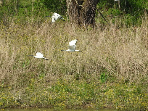 Ibis sacré — photo 4 sur 11